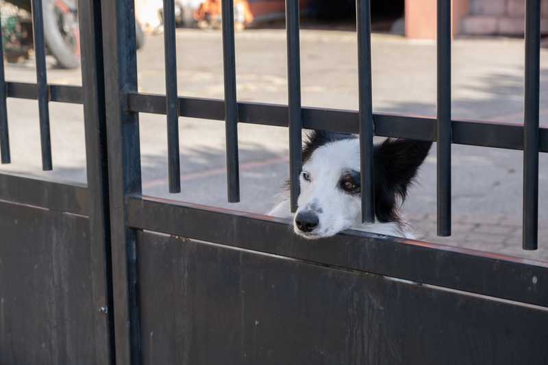 Australian Shepherd sticks muzzle through gate