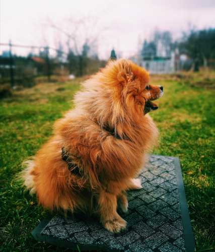 Brown Pomeranian dog sits on floor mat outside