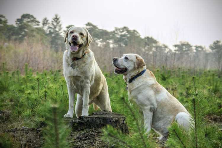 Two white older dogs enjoy being outside in a field of baby trees