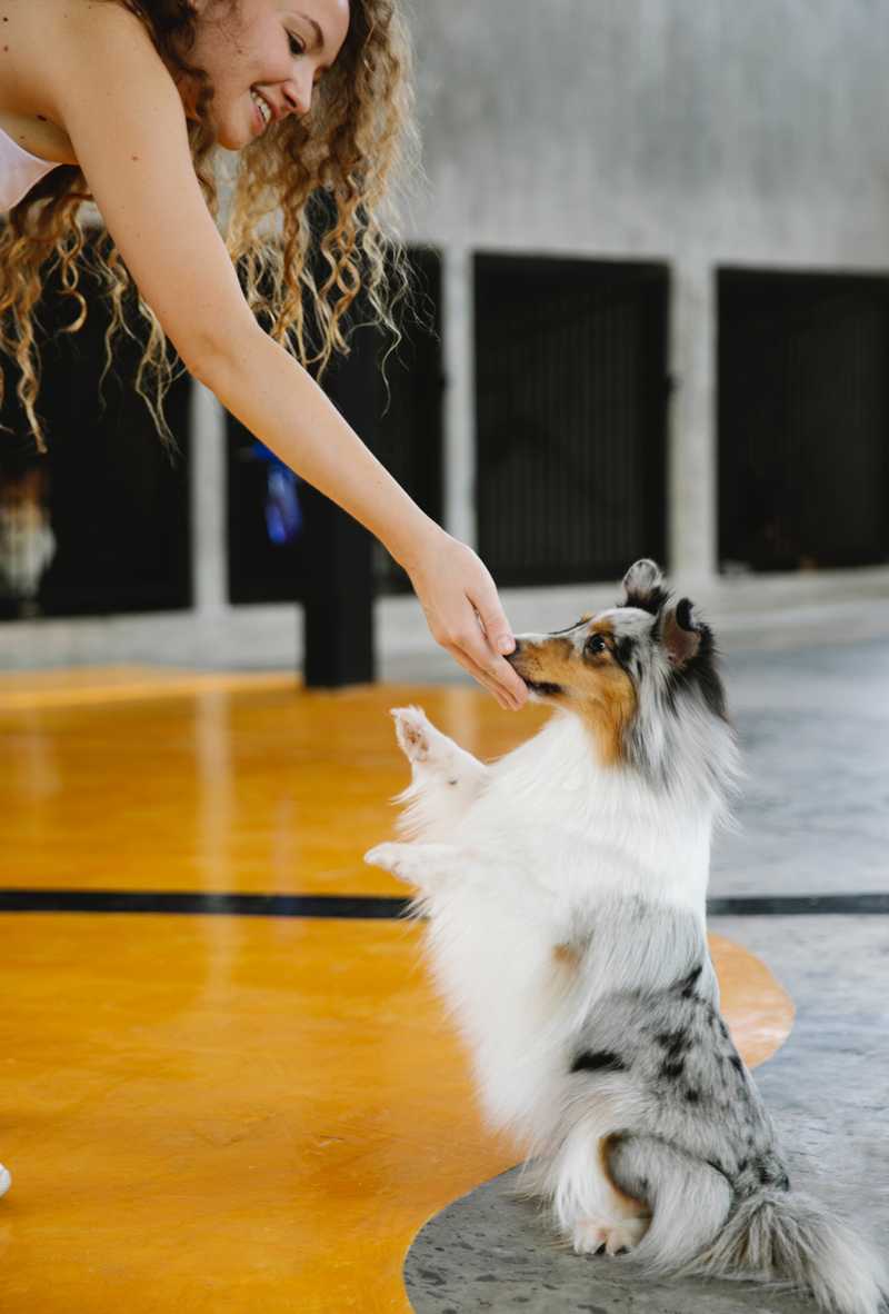 woman gives a sheltie dog a treat