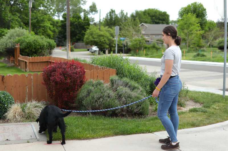 Woman stands near dog while he sniffs a patch of grass