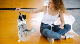 Woman trains sheltie dog in gym 