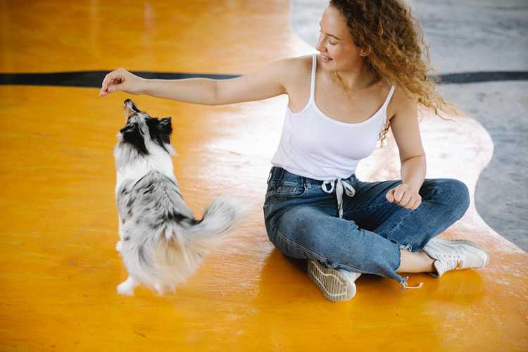 Woman trains sheltie dog in gym 