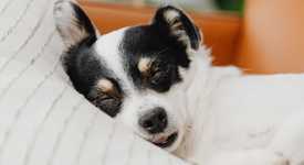 Small white dog with black spots over her eyes sleeps on a pillow