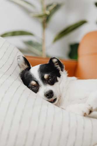 Small white dog with black spots over her eyes sleeps on a pillow