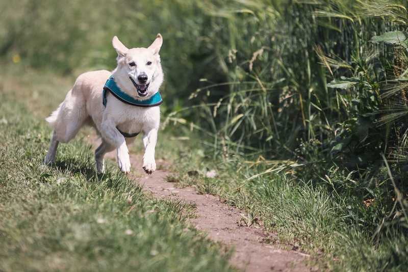 White dog with teal harness running outside