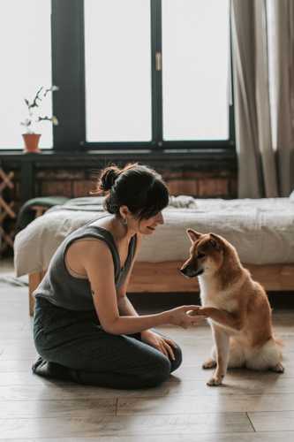 Woman shakes the paw of a Chow Chow in her bedroom