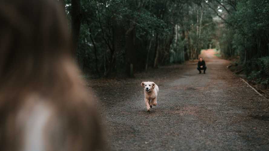 White short-coated dog runs from a man toward woman on forested road