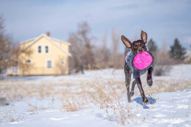 Black dog runs with pink frisbee in the snow