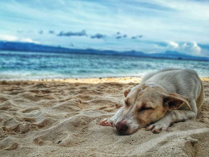 Tan dog sleeps on a beach