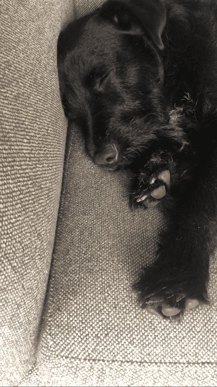 Scott (a black dog) lays on a couch with his eyes closed
