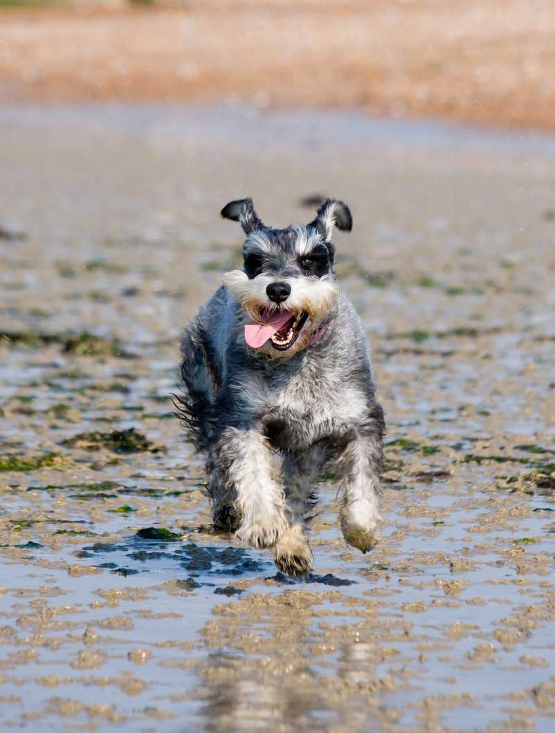 Miniature Schnauzer Running on Wet Sand