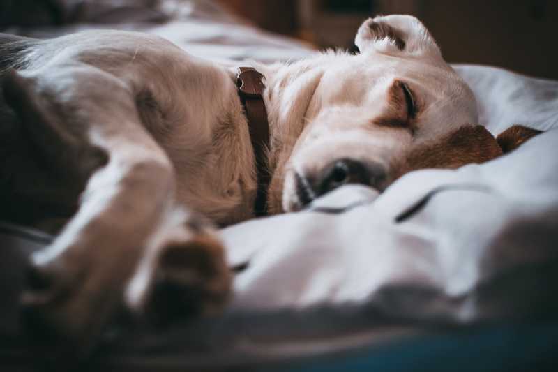 White dog with a brown batch over their eye sleeps on a pillow