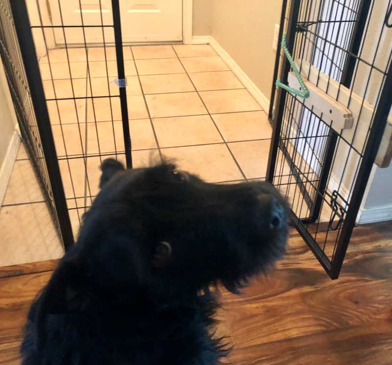 Black dog stands in front of a gate that blocks his access to the door