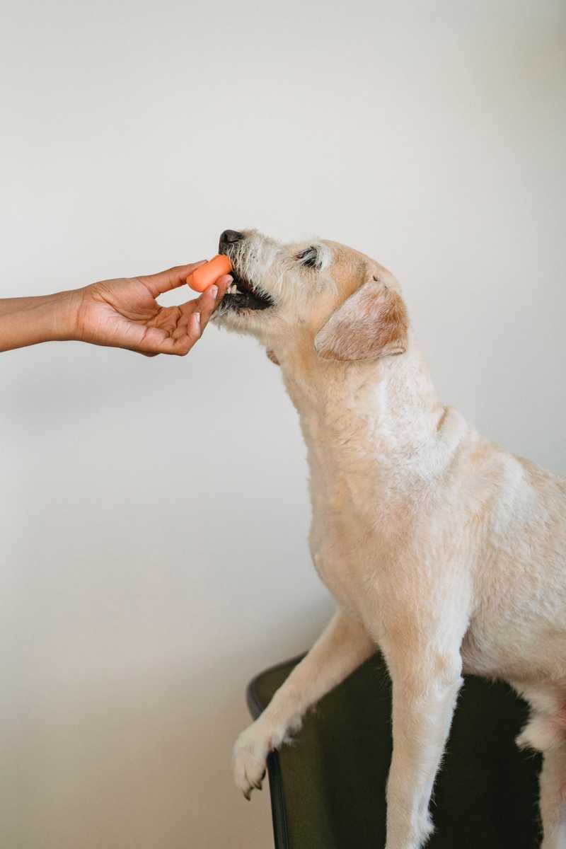 White dog eats a carrot