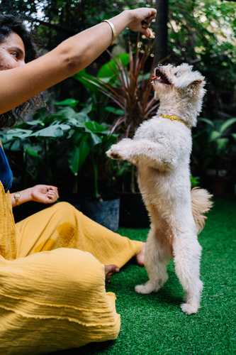 Woman holds treat above dog standing on hind legs 