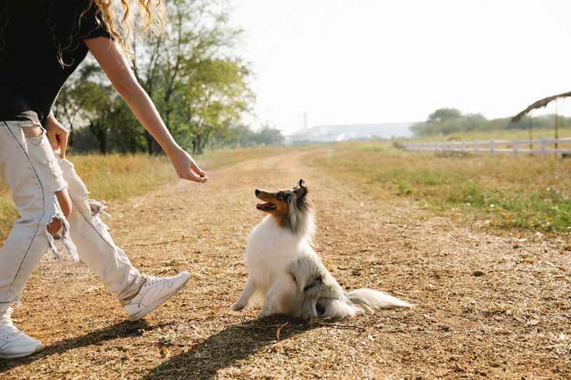 Woman hands a dog a treat in a grassy field