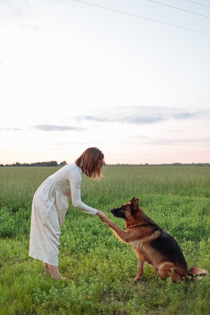 Woman shakes hand with german shepard
