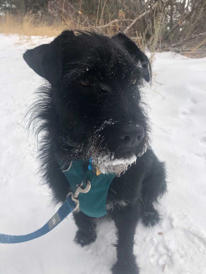 Black dog wearing Ruffwear Front Range Harness in the snow