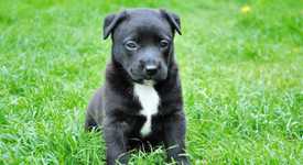 black puppy with white chest patch sits in a field of grass