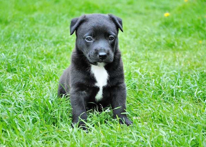 black puppy with white chest patch sits in a field of grass