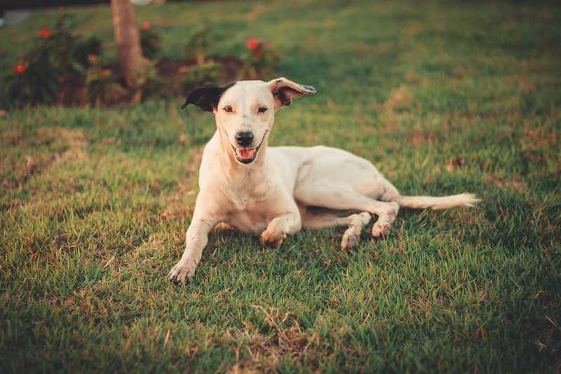 Dog lays in a macaroni down on grass