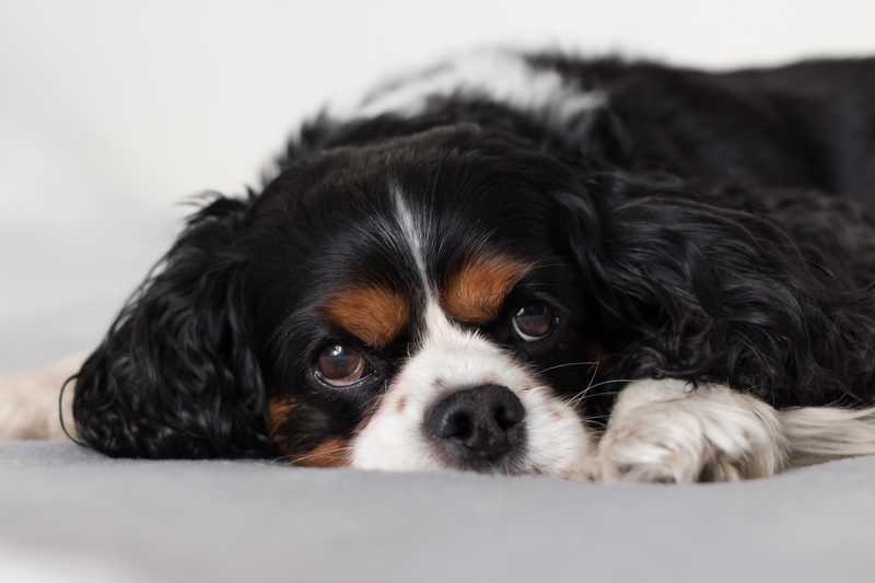 Shaggy dog laying down