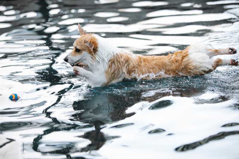 Corgi jumps into water after a ball