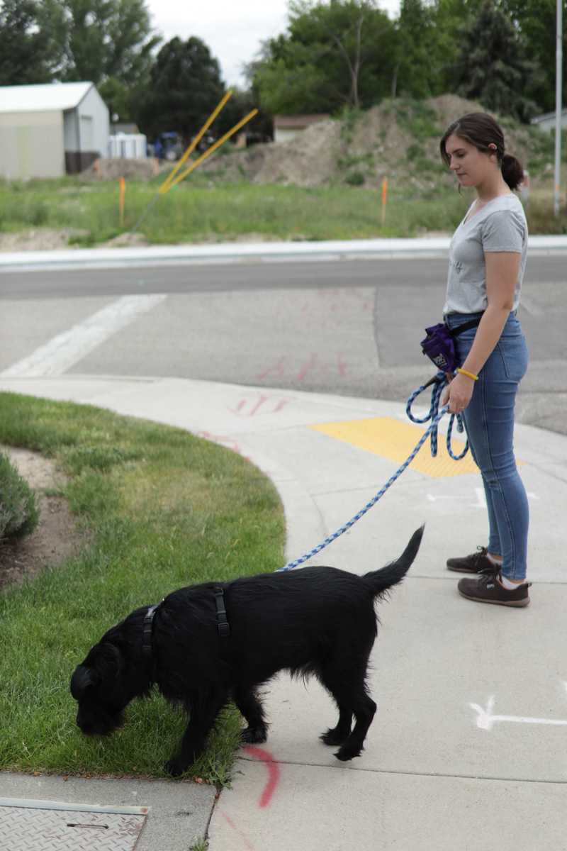 Scott sniffs grass while walking on a long leash on a sniffari