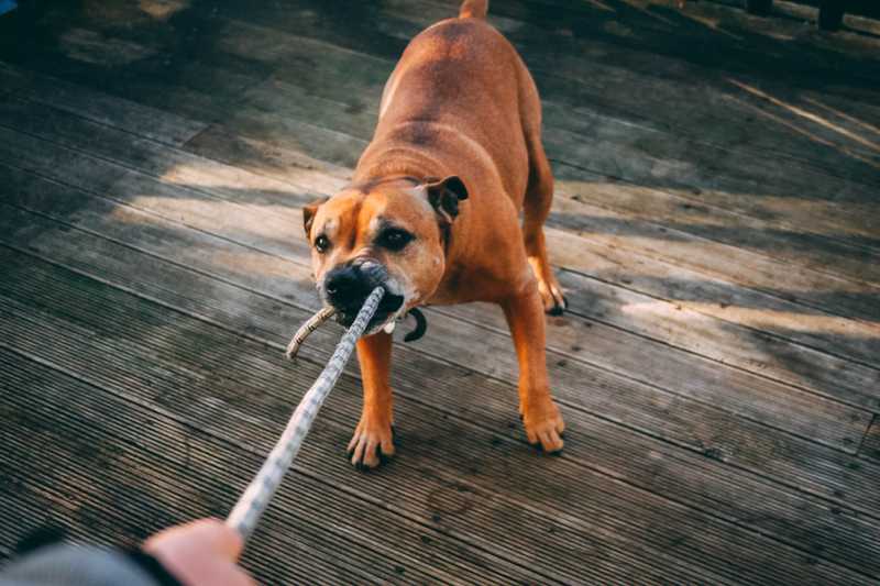 Dog plays tug of war with a rope