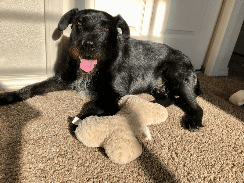 Dog relaxing in ray of sunshine