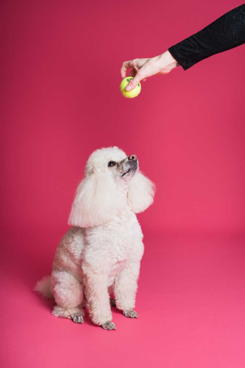 Woman holds tennis ball above poodles head against a pink background