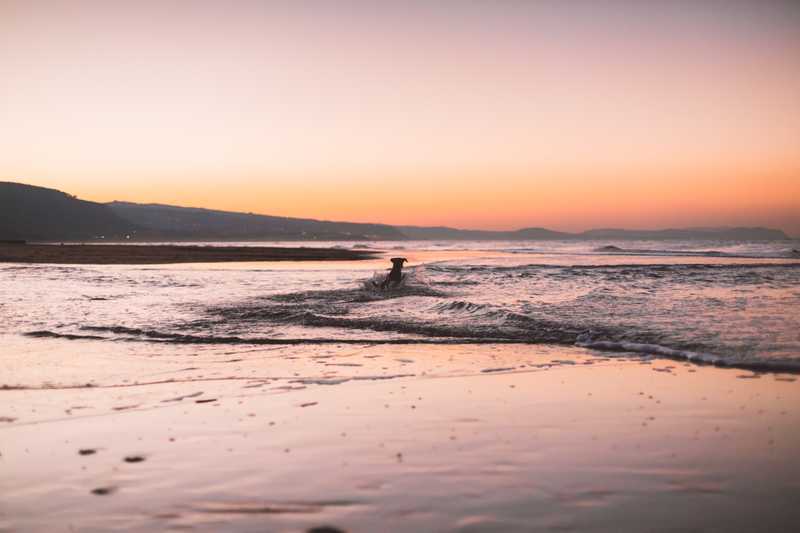 Dog Playing in Ocean at Golden Hour