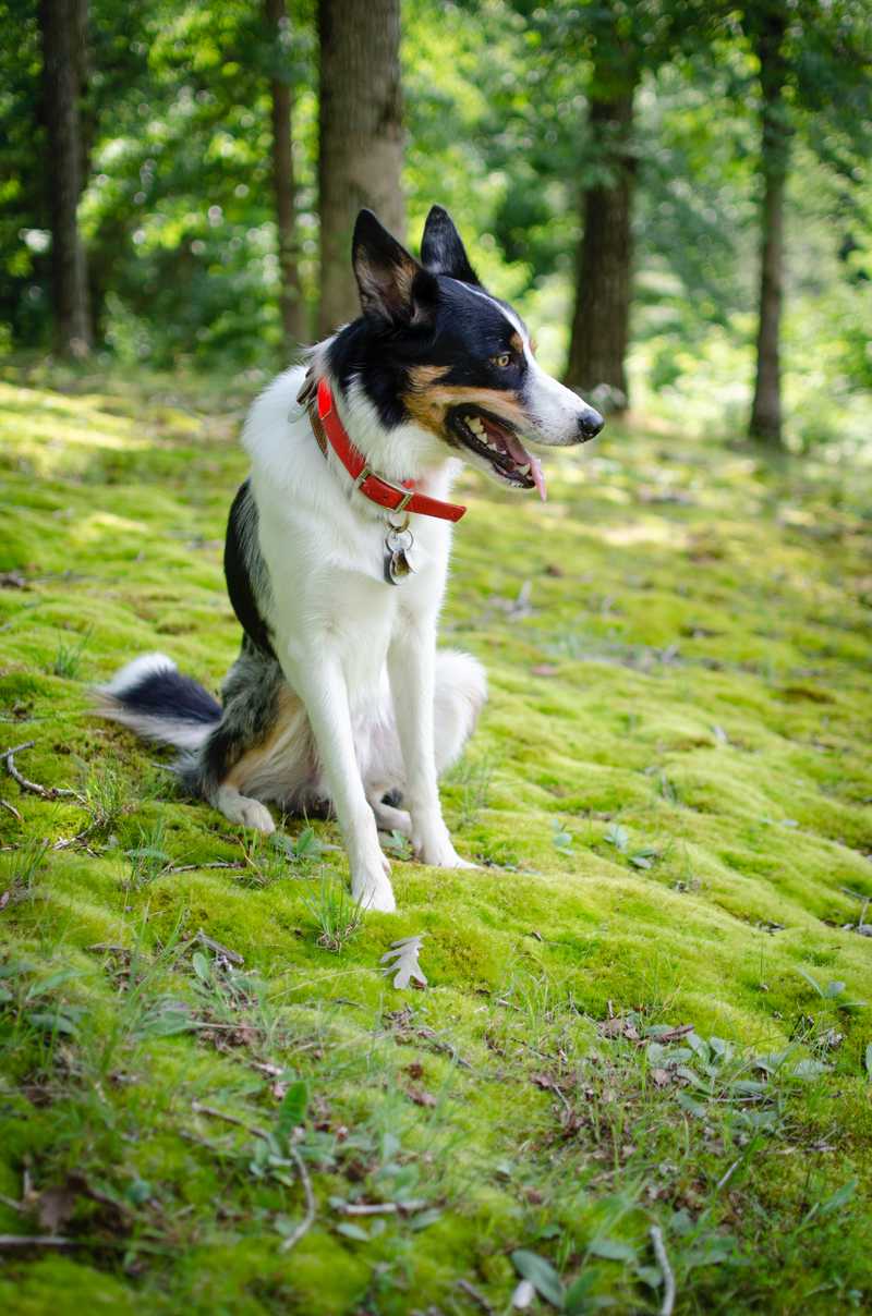 dog-sitting-on-grass