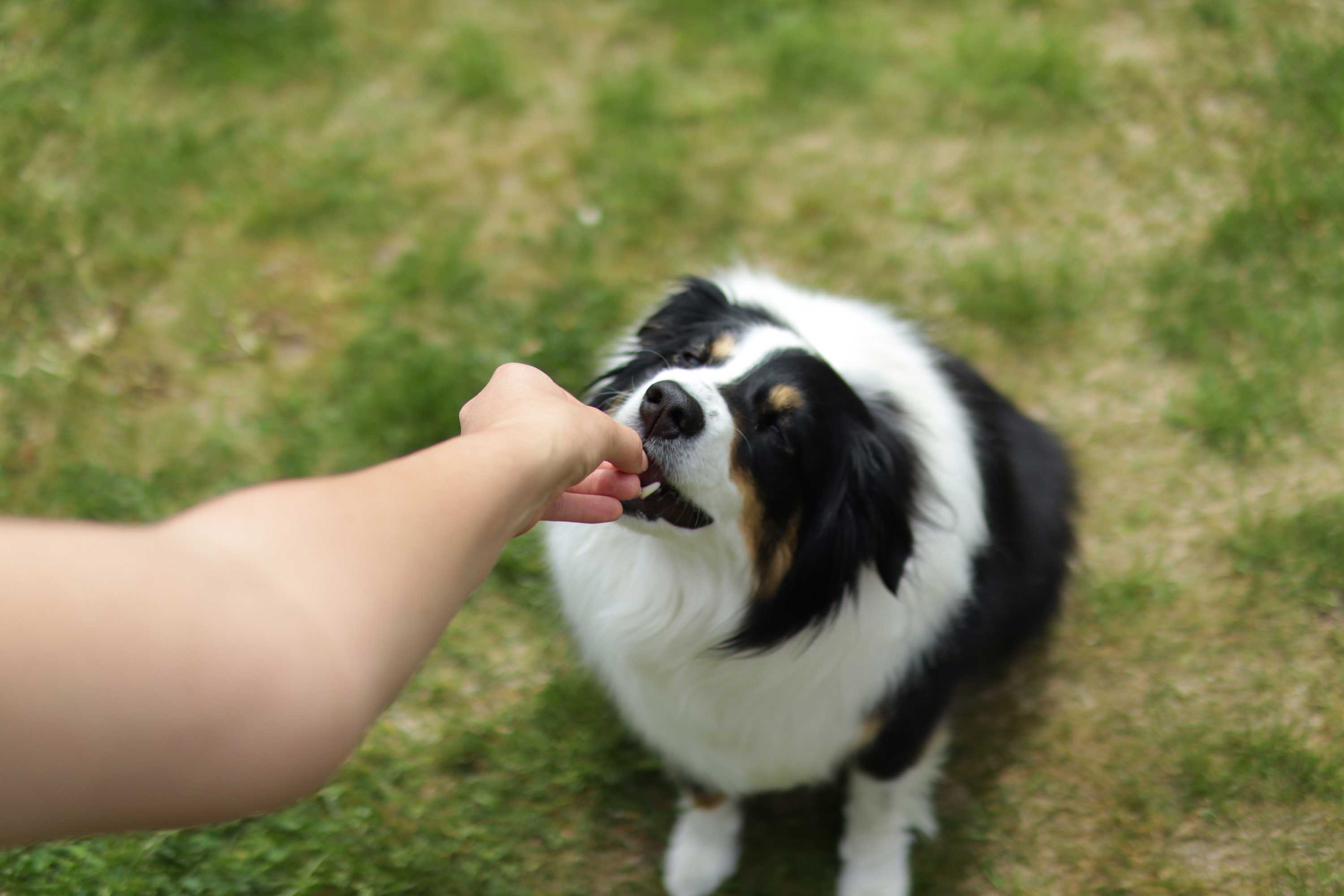 Scott's School For Dogs Dog Training Boise, Idaho